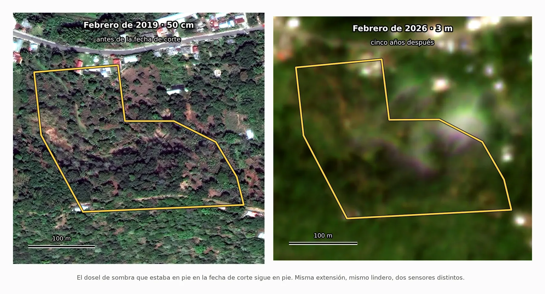 Diligencia debida EUDR: probar que el café no se sembró sobre bosque talado