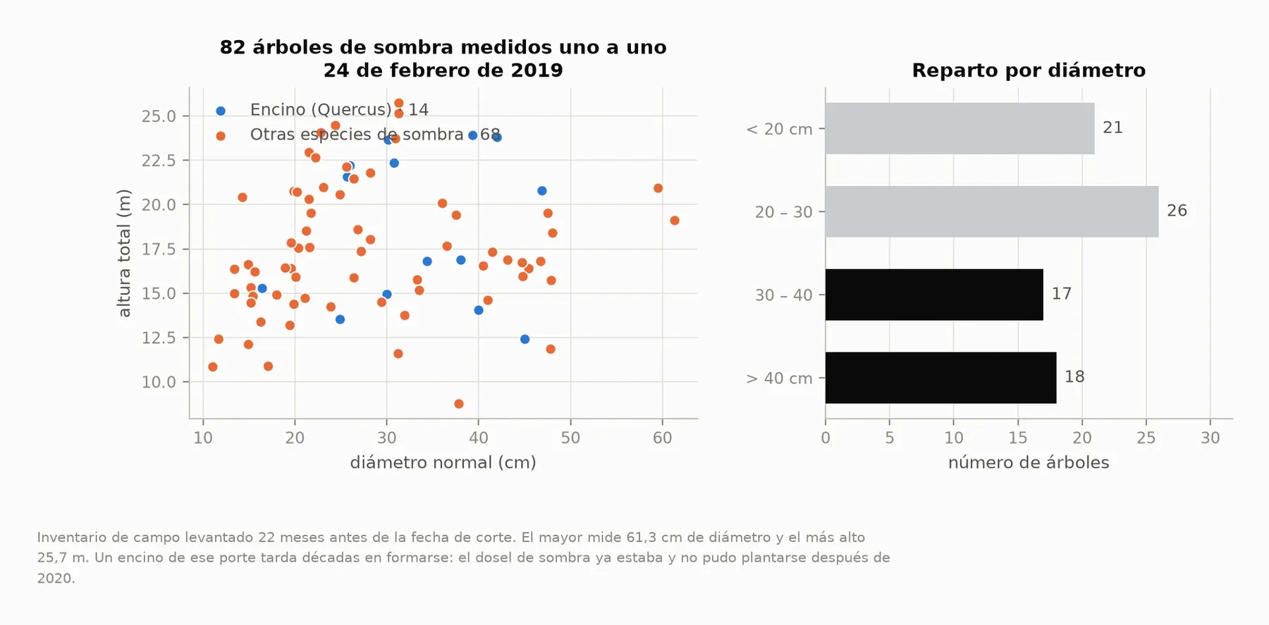 Los 82 árboles de sombra medidos en campo