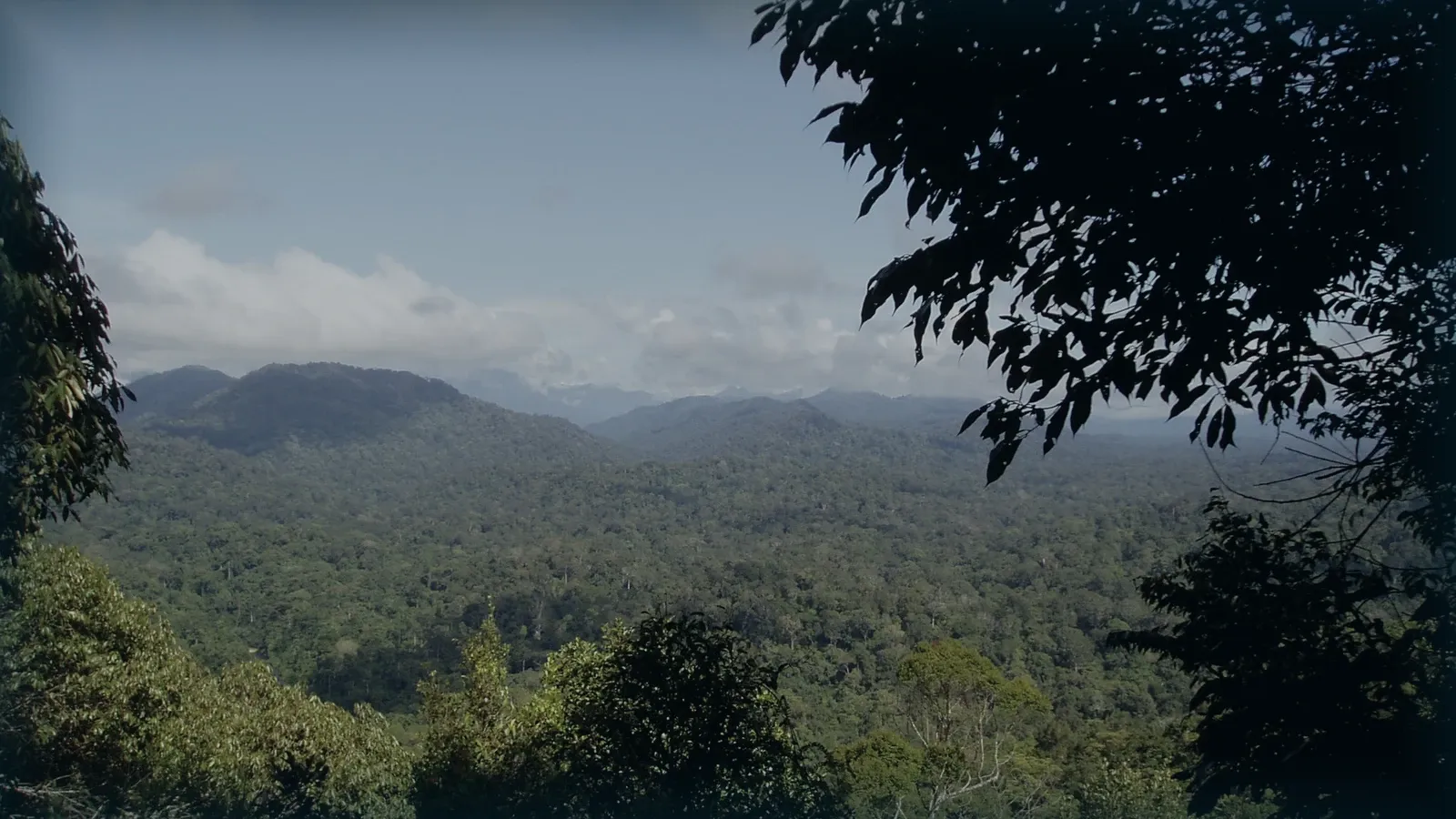 Laderas cubiertas de bosque tropical vistas desde un mirador.
