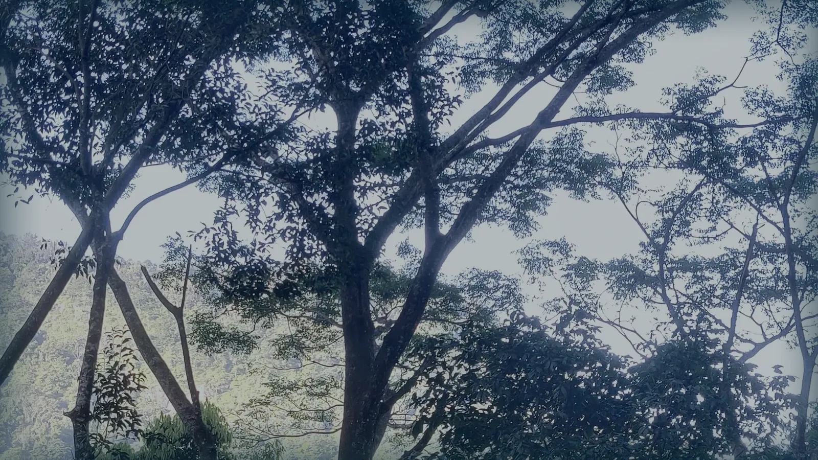 Árbol de sombra visto desde abajo en una finca de café.