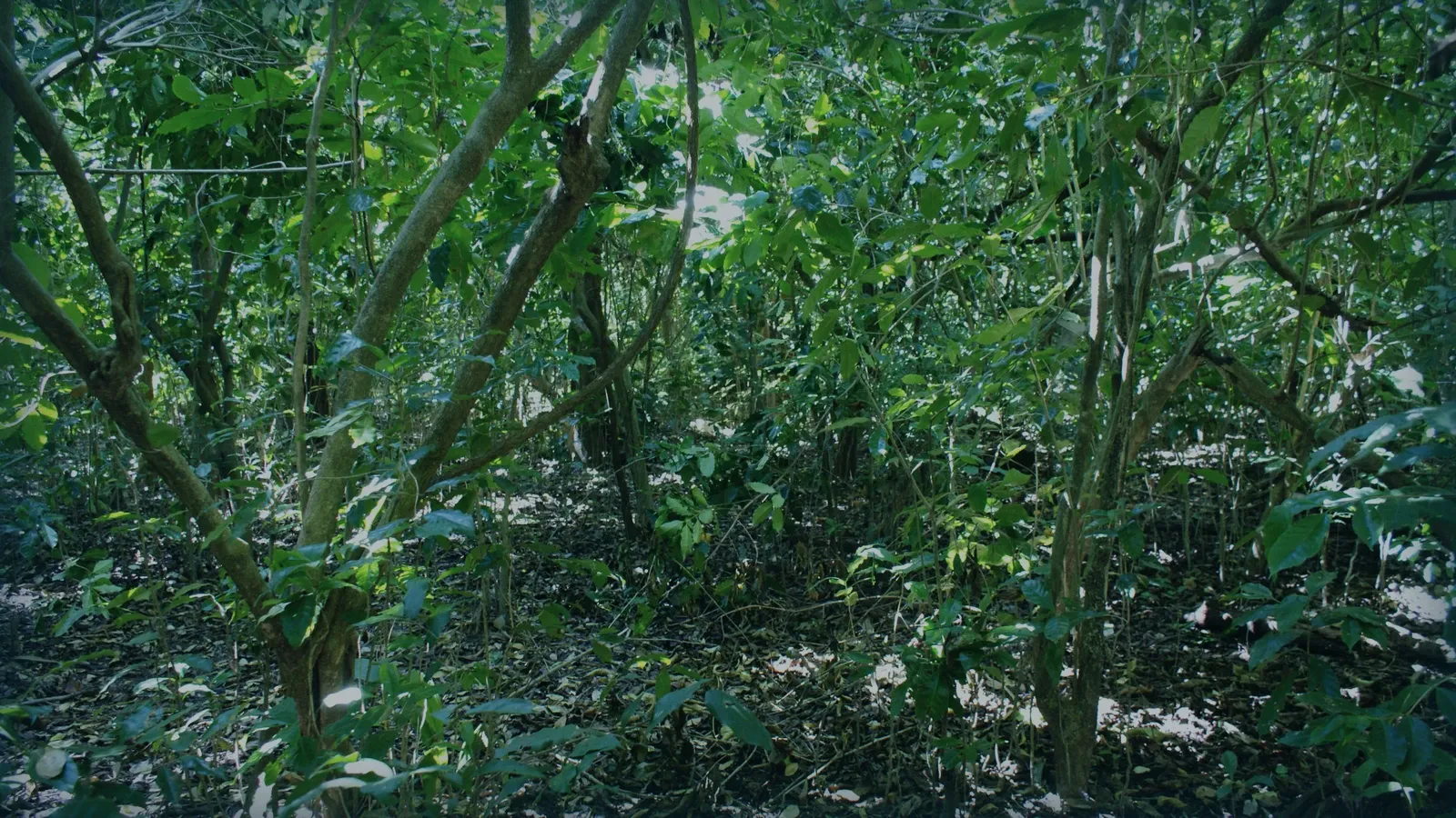 Cafetal bajo sombra: plantas de café creciendo bajo el arbolado.