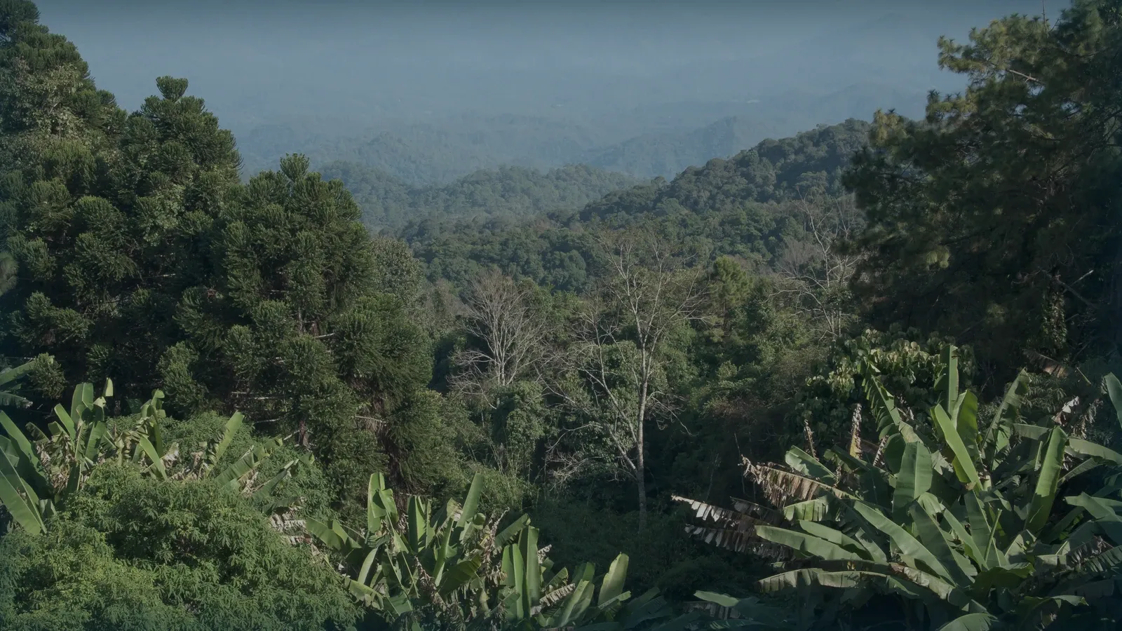 Ladera boscosa con vegetación mixta y montañas al fondo.