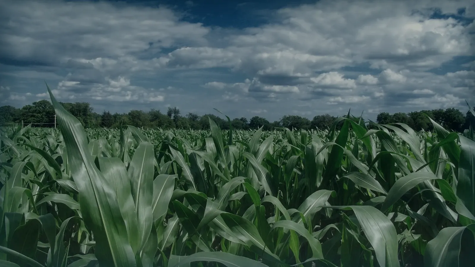 Cultivo de maíz en pleno desarrollo bajo un cielo con nubes.